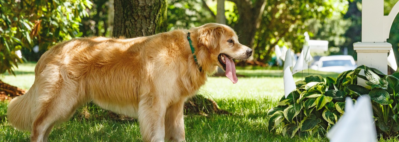 DogWatch of Central Indiana, Indianapolis, Indiana | Outdoor Hidden Dog Fences Slider Image