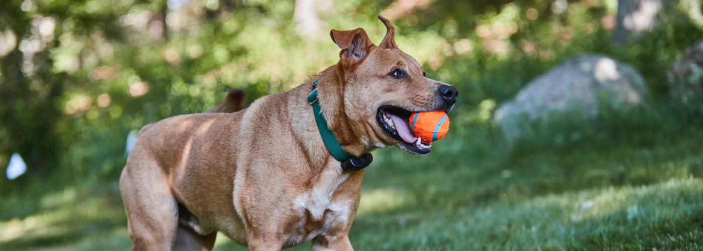 DogWatch of Central Indiana, Indianapolis, Indiana | ProFenceX Slider Image